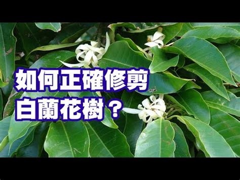 玉 蘭花 擋煞|玉蘭花樹的風水禁忌 種植要注意什麼